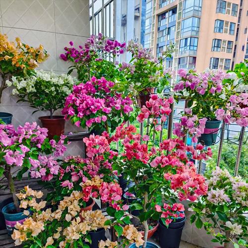 半封闭阳台养什么三角梅勤花？如何保证其持续开花？