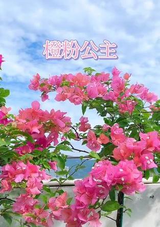 半封闭阳台养什么三角梅勤花？如何保证其持续开花？
