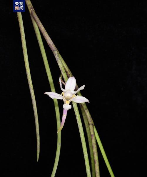 兰科植物有哪些特点？如何认识兰科植物？