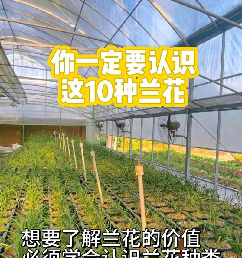 兰科植物有哪些特点？如何认识兰科植物？