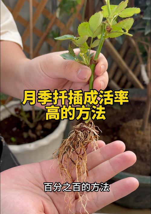 丘比特月季种子的种植方法是什么？