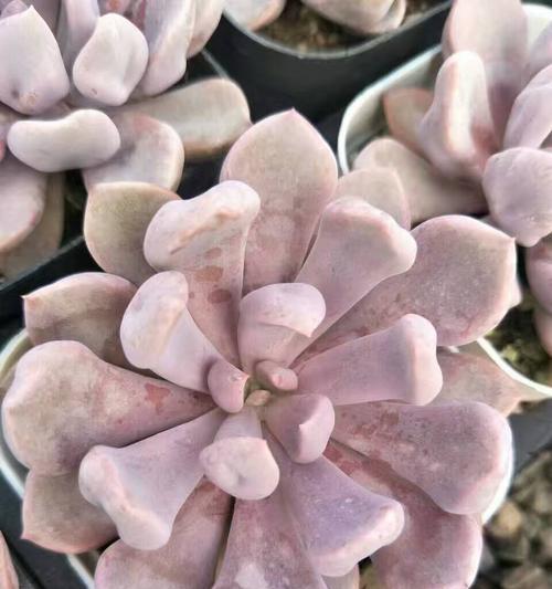 丘比特月季种子的种植方法是什么？