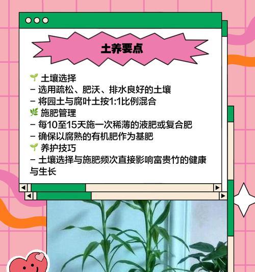 自制富贵竹肥料的方法是什么？需要哪些材料？