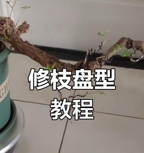 沙盘盆景制作步骤有哪些？