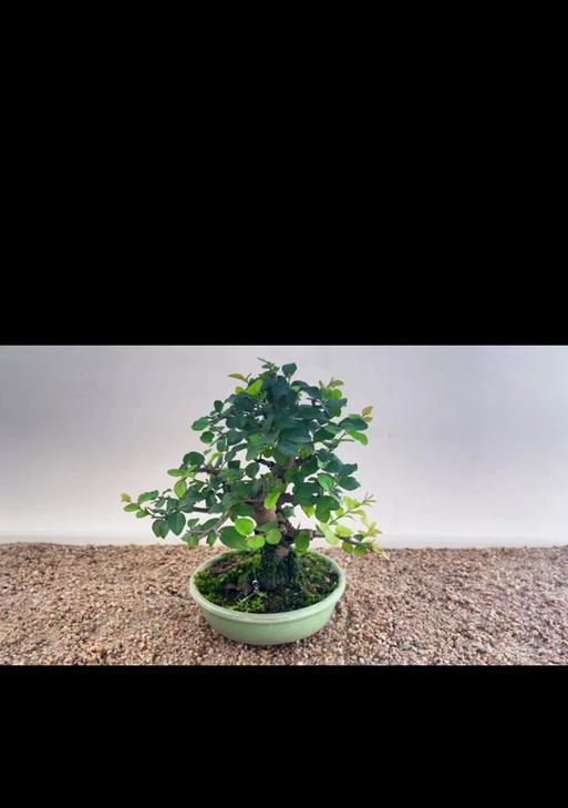 沙盘盆景制作步骤有哪些？