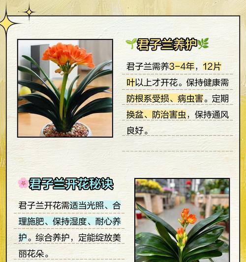君子兰适宜的光照条件是什么？如何调整光照？