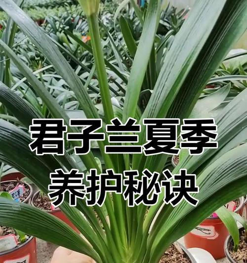 君子兰适宜的光照条件是什么？如何调整光照？