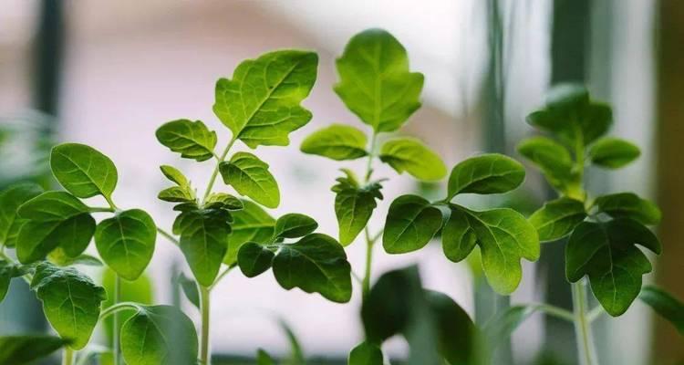 哪些香草植物适合在家中种植？