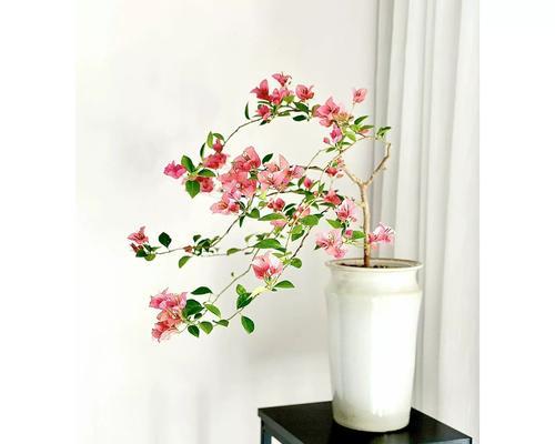 三角梅用陶瓷盆怎么养？陶瓷盆适合种植三角梅吗？