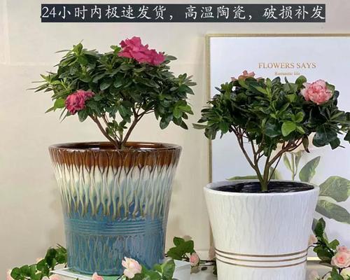 三角梅用陶瓷盆怎么养？陶瓷盆适合种植三角梅吗？