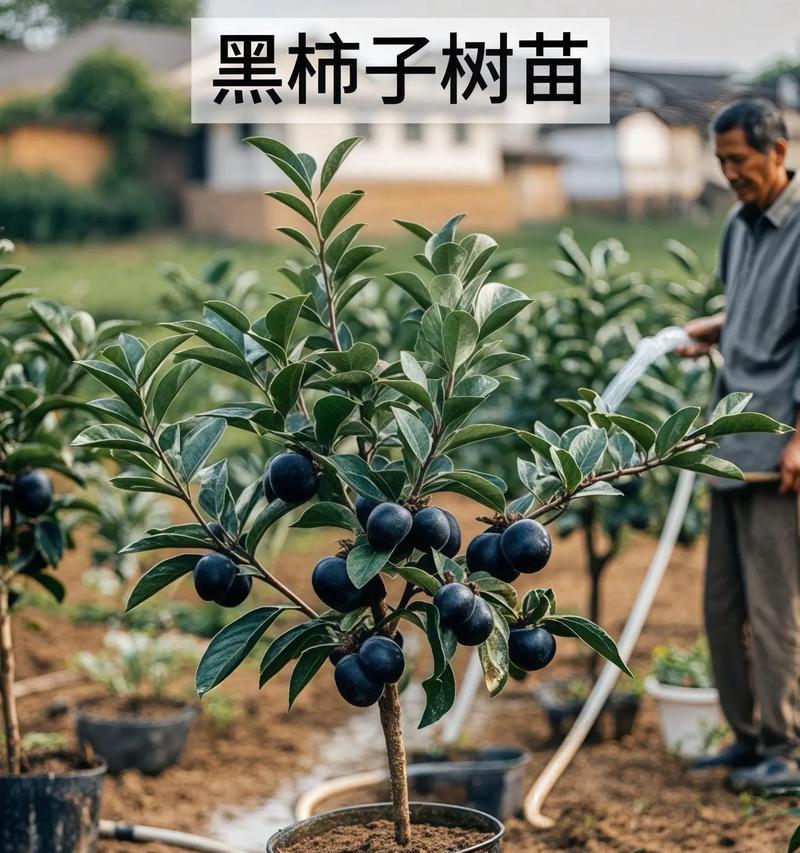 柿子苗木栽培的关键技术要点是什么？