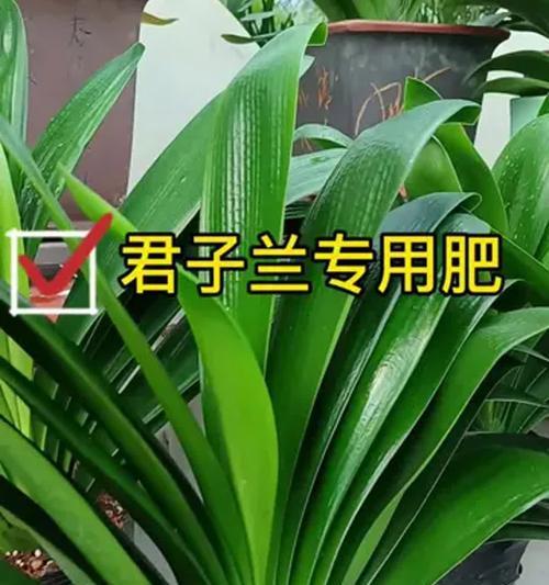 君子兰适合使用哪种粪肥？