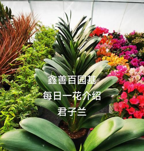 君子兰适合使用哪种粪肥？