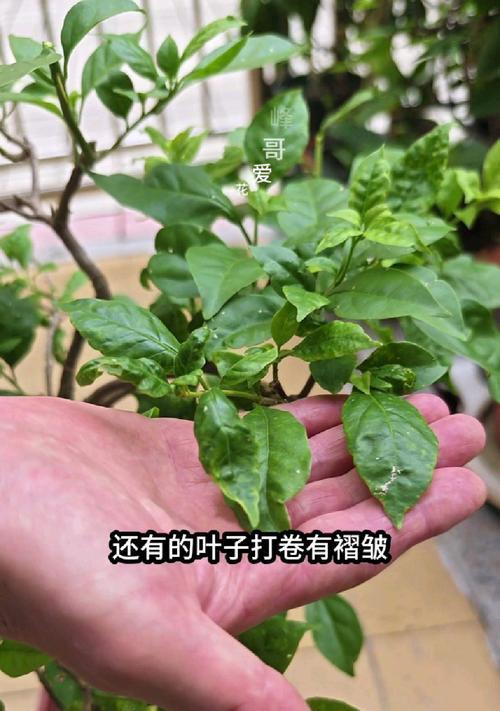 三角梅被大风吹蔫后的处理方法是什么？