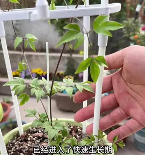 铁线莲剪枝后全剪了如何处理？恢复生长的方法是什么？