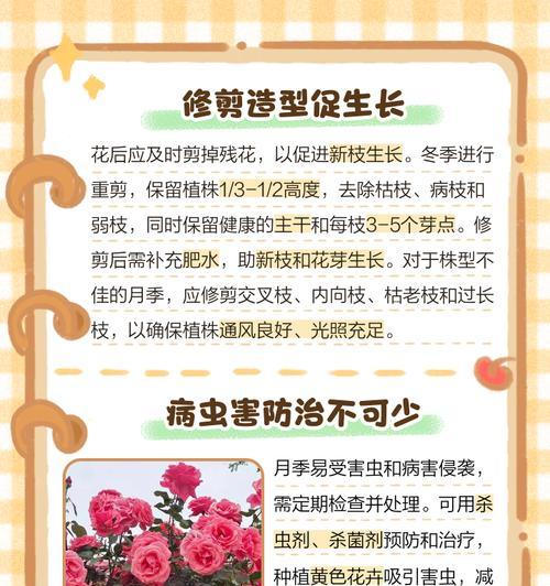 月季脱土栽培有哪些技术要点？
