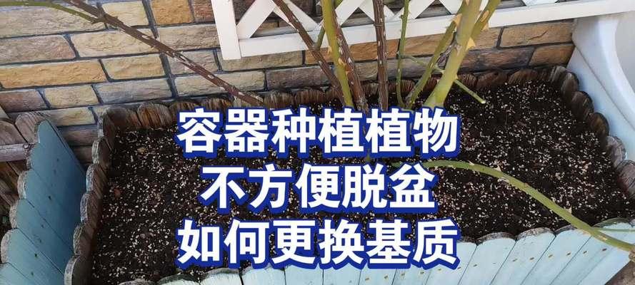 月季脱土栽培有哪些技术要点？