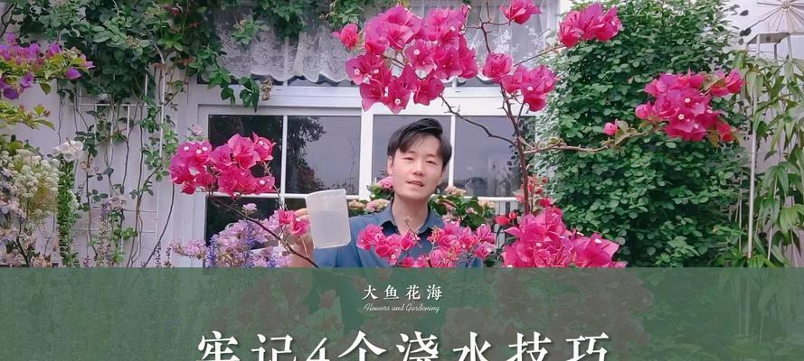 三角梅浇水错误会导致什么问题？