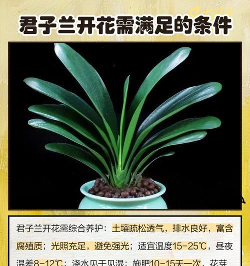 君子兰异景开花的表现及意义？