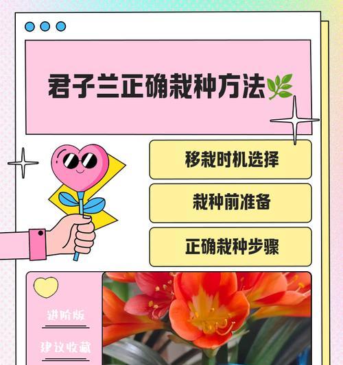 君子兰繁兰小苗的正确养护方法是什么？