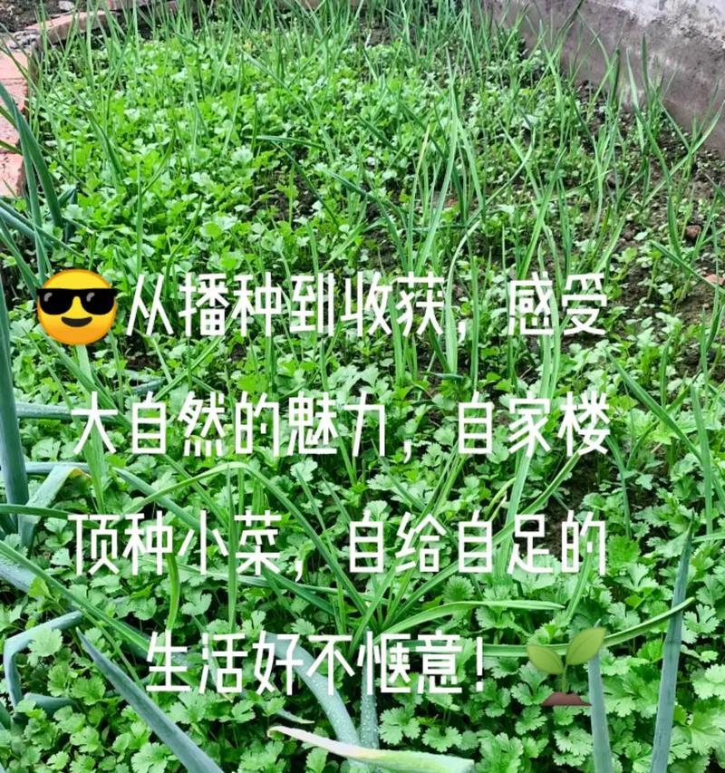 矮提姆番茄的最佳播种时间是什么时候？