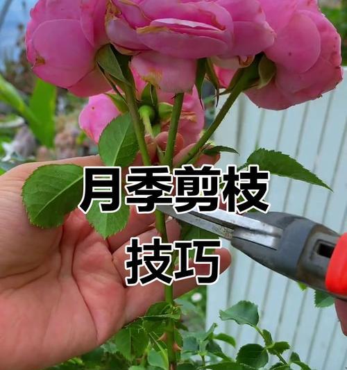 月季花的养护方法有哪些？如何确保月季花的健康生长？
