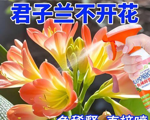 君子兰开花期需要施用哪种肥料？