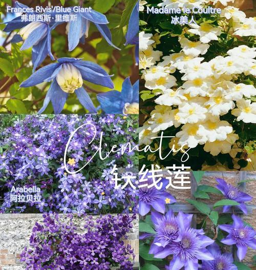铁线莲主干完全断了怎么办？如何处理和抢救断裂的铁线莲？