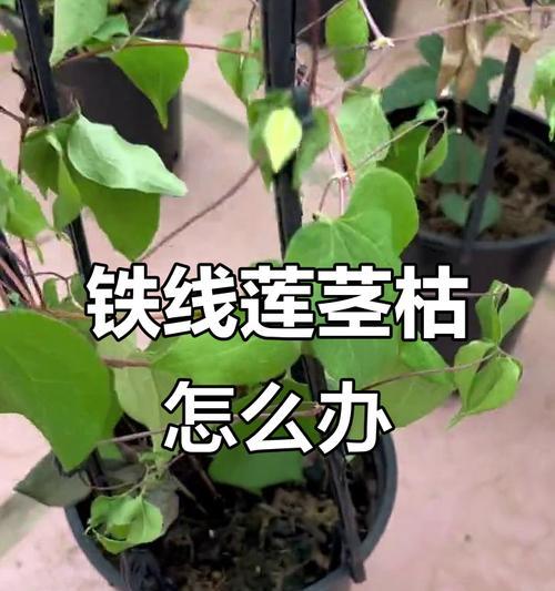 铁线莲主干完全断了怎么办？如何处理和抢救断裂的铁线莲？