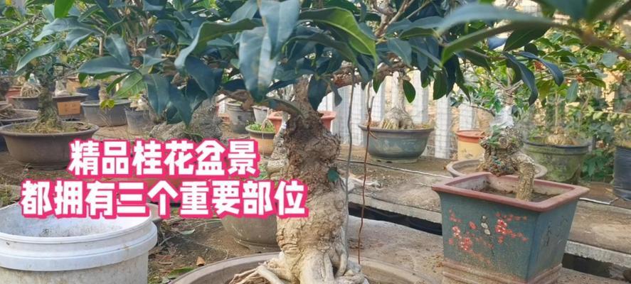 金桂盆景的养护技巧是什么？