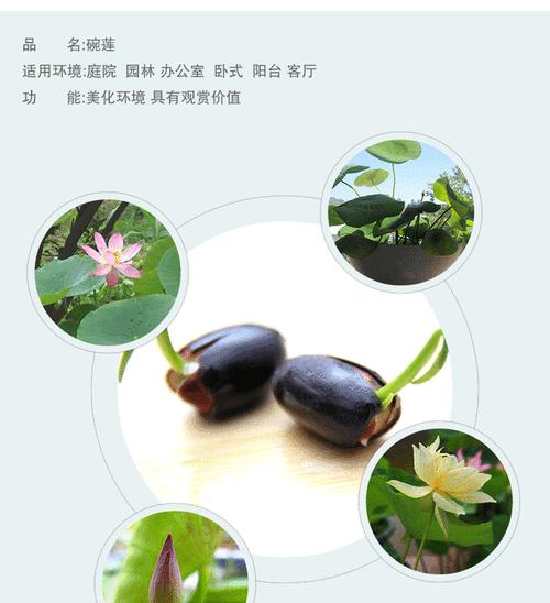 室内莲花播种的最佳时间是什么时候？播种步骤详解？