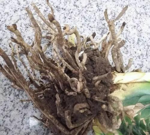 君子兰白绵虫的处理方法是什么？