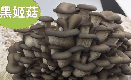 木黄草菇栽培的关键技术要点是什么？