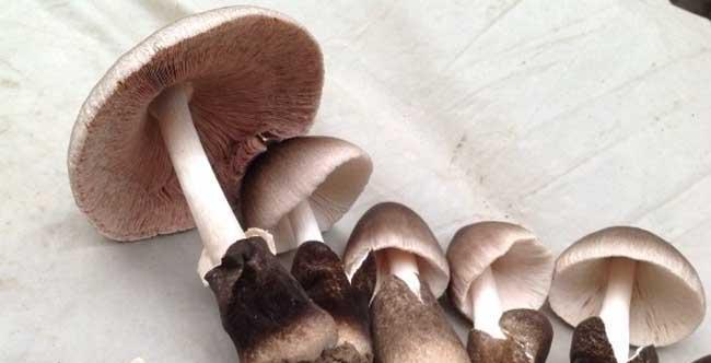 木黄草菇栽培的关键技术要点是什么？