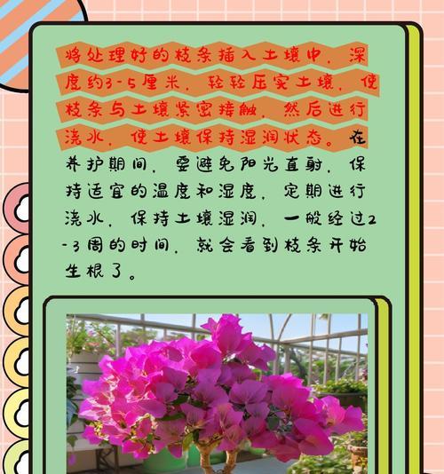 三角梅发芽老桩的修剪技巧是什么？