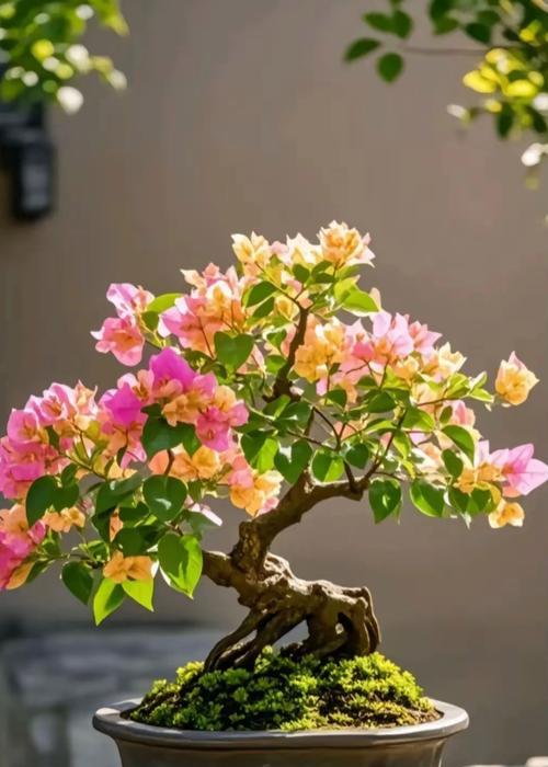 三角梅发芽老桩的修剪技巧是什么？