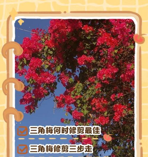 三角梅发芽老桩的修剪技巧是什么？