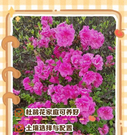 养花的常见技巧和方法有哪些？