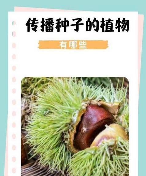 哪些植物靠水流传播种子？传播机制是什么？