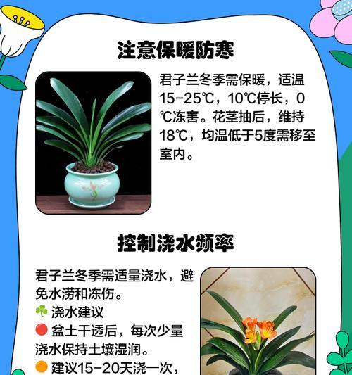 如何判断君子兰是否缺水？