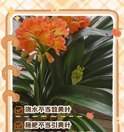 如何判断君子兰是否缺水？