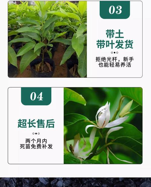 白兰花叶子为何会发黄焦边？