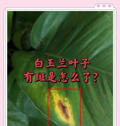 白兰花叶子为何会发黄焦边？