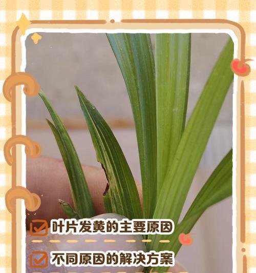白兰花叶子为何会发黄焦边？