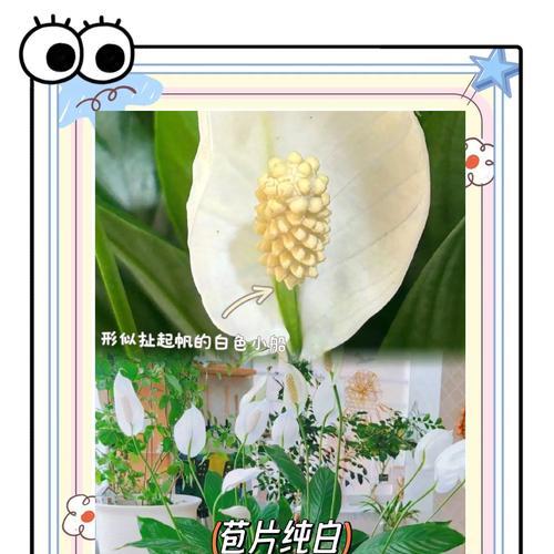 白掌浇水的最佳时机和正确方法是什么？