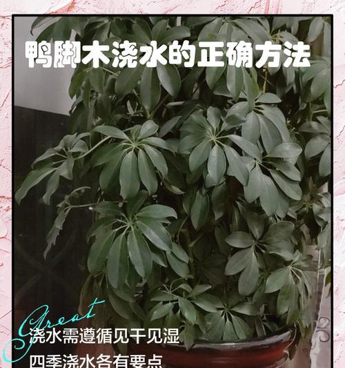 白掌浇水的最佳时机和正确方法是什么？