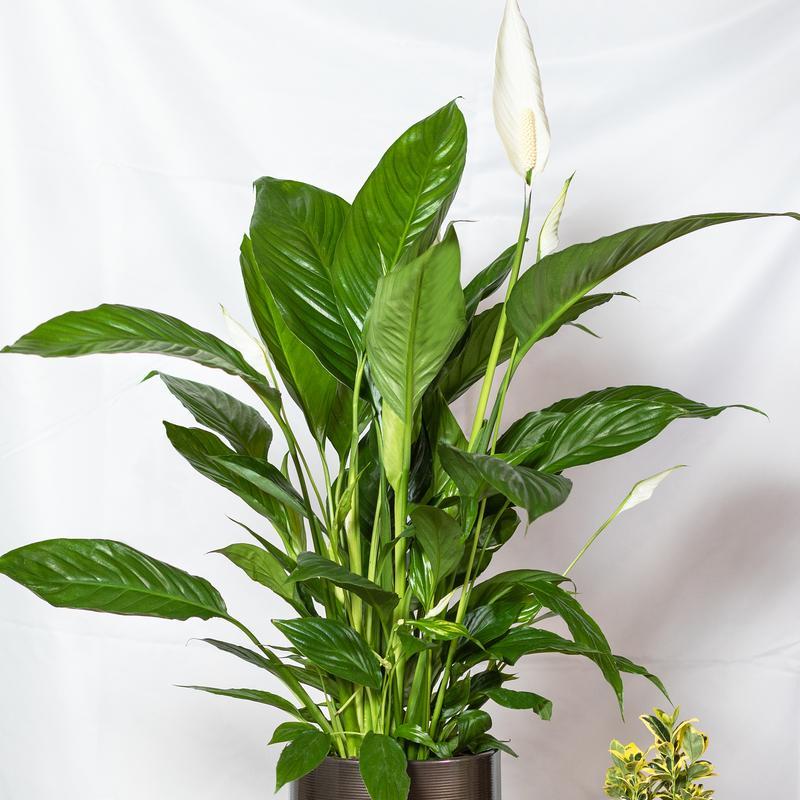 室内木本植物的养护技巧有哪些？