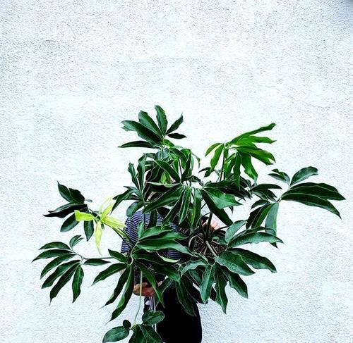 室内木本植物的养护技巧有哪些？
