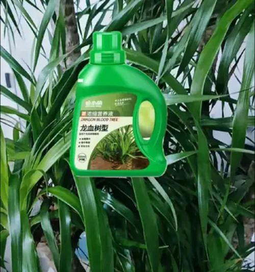 室内木本植物的养护技巧有哪些？