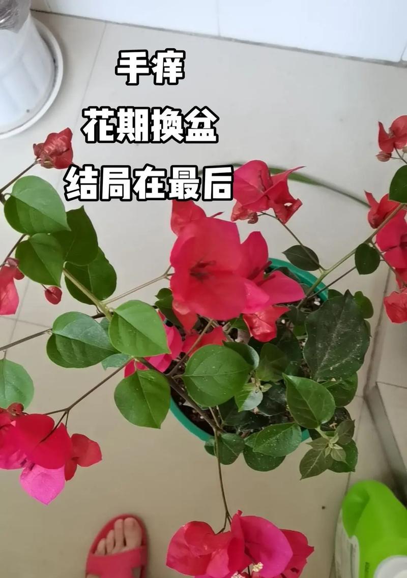 三角梅枝条掐剪的最佳时机和方法是什么？